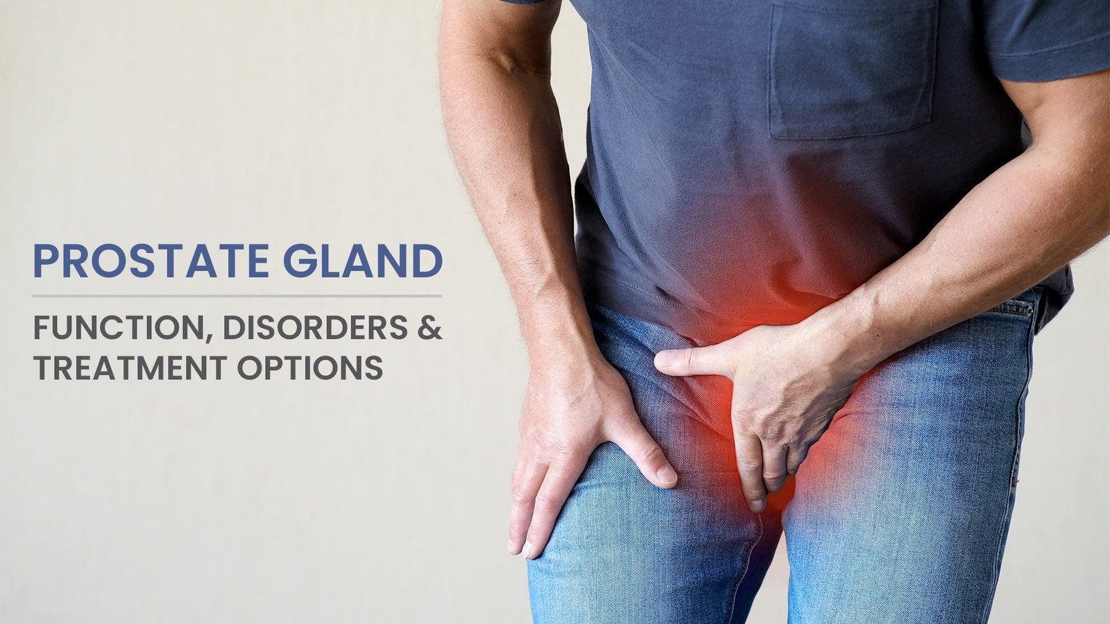 Prostate Gland: Function, Disorders and Treatment Options